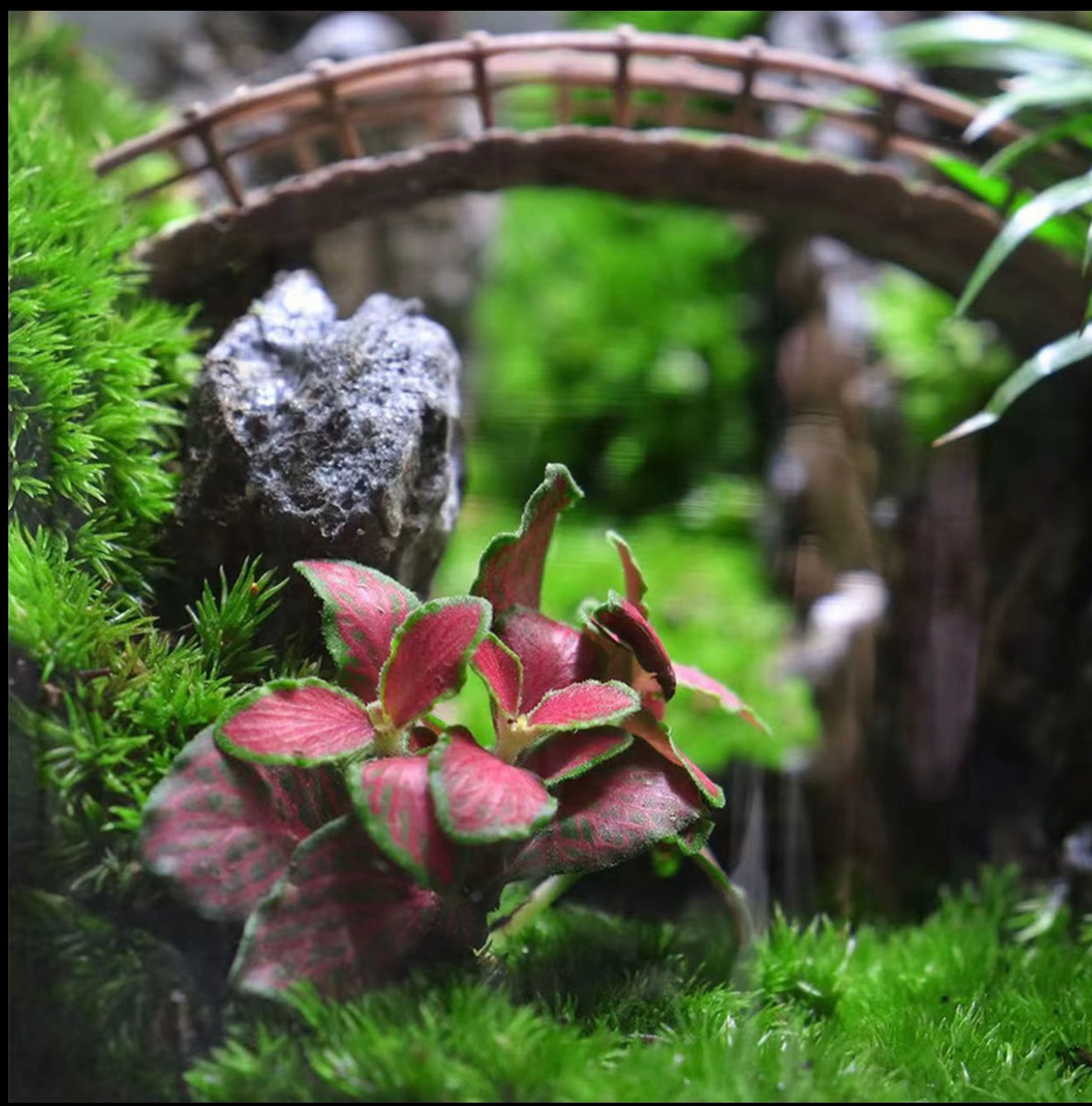 GNXY Green Serenity