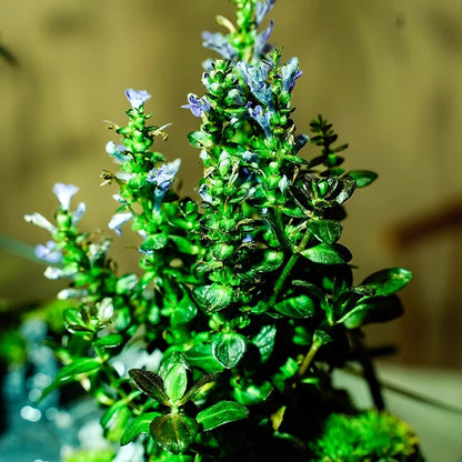 GNXY Small-leaf sandalwood