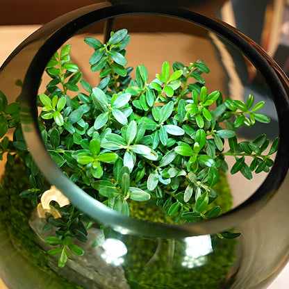 GNYS Tree of Life Ecological tank