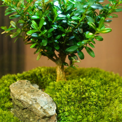 GNYS Tree of Life Ecological tank